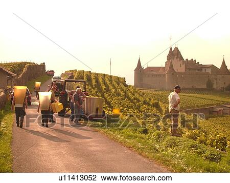 Stock Image -  Switzerland, Europe, Vaud, Aigle, Chateau d'Aigle, wine harvest, vineyards. Fotosearch