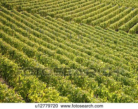 Switzerland, Europe, Vaud, Aigle, vineyards View Large Photo Image Stock Image - Switzerland, Europe, Vaud, Aigle, vineyards. Fotosearch