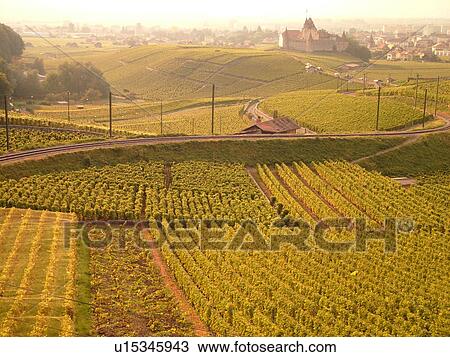 Stock Image -  Switzerland, Europe, Vaud, Aigle, Chateau d'Aigle, wine harvest, vineyards. Fotosearch
