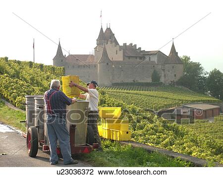 Stock Image -  Switzerland, Europe, Vaud, Aigle, Chateau d'Aigle, wine harvest, vineyards, men pouring grapes into large containers on a wagon. Fotosearch