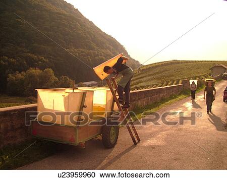 Switzerland, Europe, Vaud, Aigle, Chateau d'Aigle, wine harvest, vineyards, man dumping grapes into large containers on a cart View Large Photo Image Stock Image - Switzerland, Europe, Vaud, Aigle, Chateau d'Aigle, wine harvest, vineyards, man dumping grapes into large containers on a cart. Fotosearch