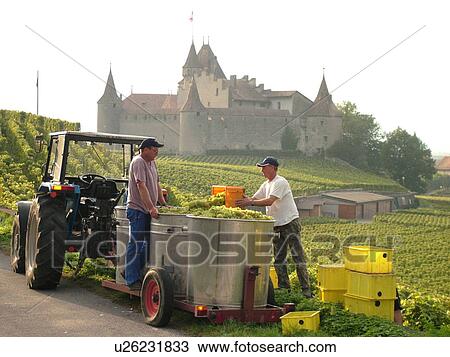 Switzerland, Europe, Vaud, Aigle, Chateau d'Aigle, wine harvest, vineyards, men transferring grapes into large containers on a wagon pulled by a tractor View Large Photo Image Stock Image - Switzerland, Europe, Vaud, Aigle, Chateau d'Aigle, wine harvest, vineyards, men transferring grapes into large containers on a wagon pulled by a tractor. Fotosearch