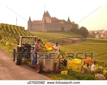 Stock Image -  Switzerland, Europe, Vaud, Aigle, Chateau d'Aigle, wine harvest, vineyards, men transferring grapes into large containers on a wagon pulled by a tractor. Fotosearch