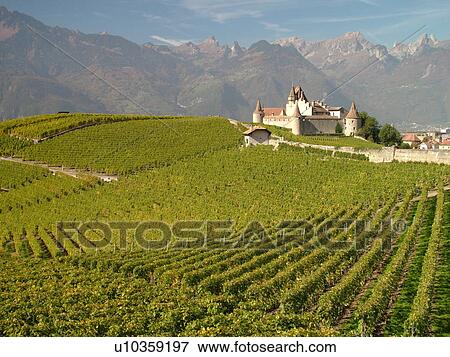 Switzerland, Europe, Vaud, Aigle, Chateau d'Aigle, vineyards View Large Photo Image Stock Photo - Switzerland, Europe, Vaud, Aigle, Chateau d'Aigle, vineyards. Fotosearch