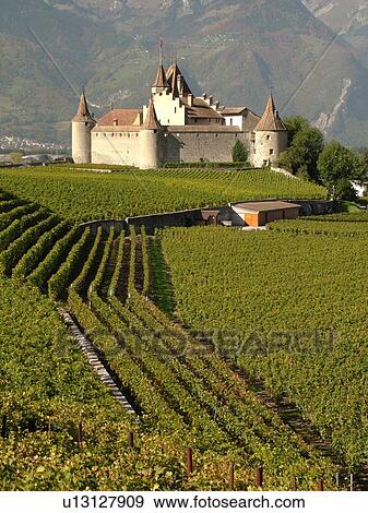 Switzerland, Europe, Vaud, Aigle, Chateau d'Aigle, vineyards View Large Photo Image Stock Photo - Switzerland, Europe, Vaud, Aigle, Chateau d'Aigle, vineyards. Fotosearch