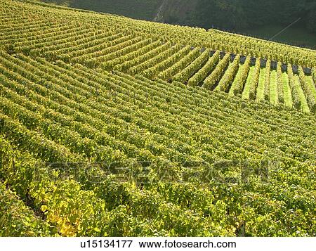 Switzerland, Europe, Vaud, Aigle, vineyards View Large Photo Image Stock Photo - Switzerland, Europe, Vaud, Aigle, vineyards. Fotosearch