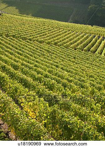 Stock Photo -  Switzerland, Europe, Vaud, Aigle, vineyards. Fotosearch