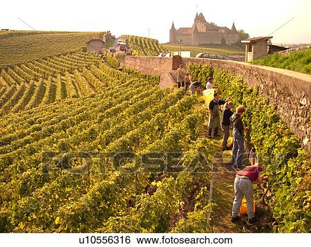 Switzerland, Europe, Vaud, Aigle, Chateau d'Aigle, wine harvest, vineyards View Large Photo Image Stock Photograph - Switzerland, Europe, Vaud, Aigle, Chateau d'Aigle, wine harvest, vineyards. Fotosearch