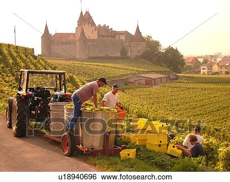 Stock Photograph -  Switzerland, Europe, Vaud, Aigle, Chateau d'Aigle, wine harvest, vineyards, men transferring grapes into large containers on a wagon pulled by a tractor. Fotosearch