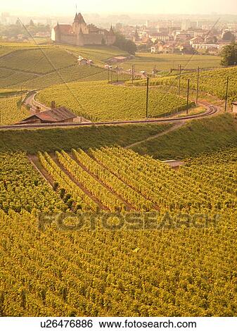 Stock Photograph -  Switzerland, Europe, Vaud, Aigle, Chateau d'Aigle, wine harvest, vineyards. Fotosearch