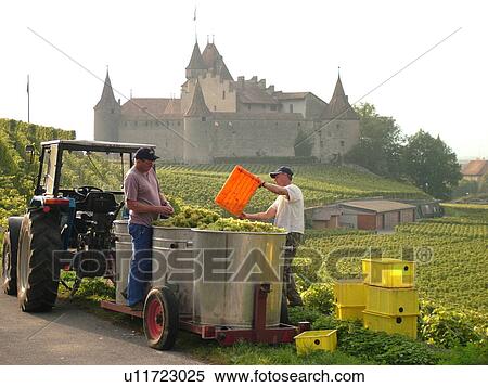 Stock Photography -  Switzerland, Europe, Vaud, Aigle, Chateau d'Aigle, wine harvest, vineyards, men transferring grapes into large containers on a wagon pulled by a tractor. Fotosearch
