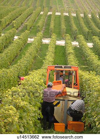 Stock Image -  Switzerland, Europe, Vaud, Bougy, La Cote, wine harvest, vineyards, grape collecting, machine. Fotosearch