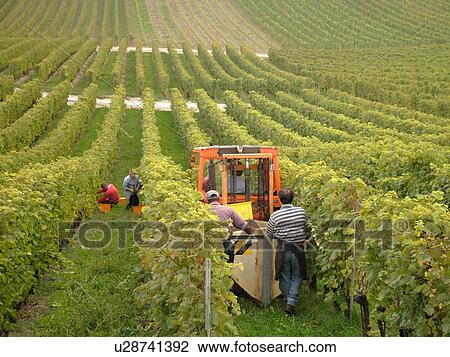 Switzerland, Europe, Vaud, Bougy, La Cote, wine harvest, vineyards, grape collecting, machine View Large Photo Image Stock Image - Switzerland, Europe, Vaud, Bougy, La Cote, wine harvest, vineyards, grape collecting, machine. Fotosearch