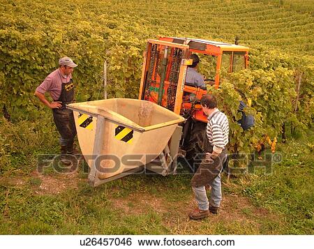 Switzerland, Europe, Vaud, Bougy, La Cote, wine harvest, vineyards, grape collecting, machine View Large Photo Image Stock Photograph - Switzerland, Europe, Vaud, Bougy, La Cote, wine harvest, vineyards, grape collecting, machine. Fotosearch