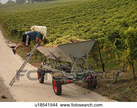 Switzerland, Europe, Vaud, Essertines sur Rolle, La Cote, wine harvest, vineyards, man dumping grapes into a large container View Large Photo Image Picture - Switzerland, Europe, Vaud, Essertines sur Rolle, La Cote, wine harvest, vineyards, man dumping grapes into a large container. Fotosearch