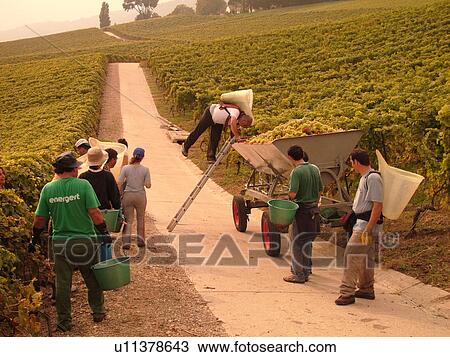 Switzerland, Europe, Vaud, Essertines sur Rolle, La Cote, wine harvest, vineyards, men dumping grapes into a large container View Large Photo Image Stock Image - Switzerland, Europe, Vaud, Essertines sur Rolle, La Cote, wine harvest, vineyards, men dumping grapes into a large container. Fotosearch
