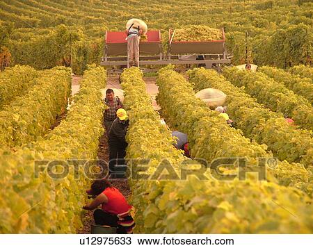 Stock Image -  Switzerland, Europe, Vaud, Essertines sur Rolle, La Cote, wine harvest, vineyards. Fotosearch