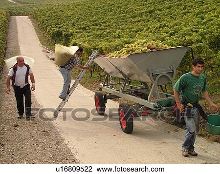 Switzerland, Europe, Vaud, Essertines sur Rolle, La Cote, wine harvest, vineyards, men dumping grapes into a large container View Large Photo Image Stock Image - Switzerland, Europe, Vaud, Essertines sur Rolle, La Cote, wine harvest, vineyards, men dumping grapes into a large container. Fotosearch