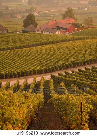 Stock Image -  Switzerland, Europe, Vaud, Essertines sur Rolle, La Cote, Chateau Chatagneriaz, vineyards. Fotosearch