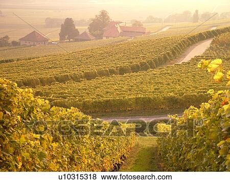 Switzerland, Europe, Vaud, Essertines sur Rolle, La Cote, Chateau Chatagneriaz, vineyards View Large Photo Image Stock Photo - Switzerland, Europe, Vaud, Essertines sur Rolle, La Cote, Chateau Chatagneriaz, vineyards. Fotosearch