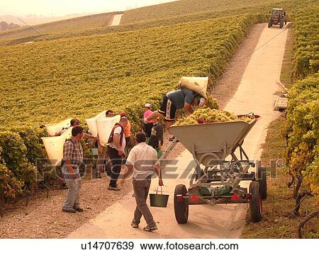 Switzerland, Europe, Vaud, Essertines sur Rolle, La Cote, wine harvest, vineyards, men dumping grapes into a large container View Large Photo Image Stock Photo - Switzerland, Europe, Vaud, Essertines sur Rolle, La Cote, wine harvest, vineyards, men dumping grapes into a large container. Fotosearch
