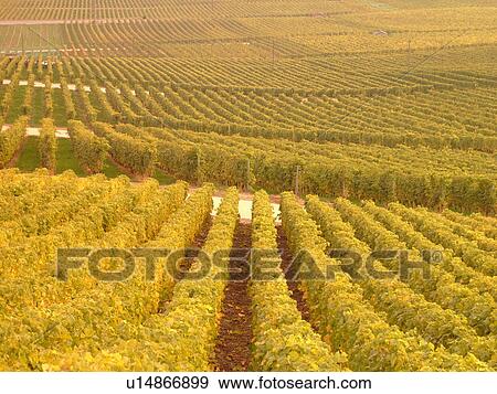 Switzerland, Europe, Vaud, Essertines sur Rolle, La Cote, vineyards View Large Photo Image Stock Photo - Switzerland, Europe, Vaud, Essertines sur Rolle, La Cote, vineyards. Fotosearch