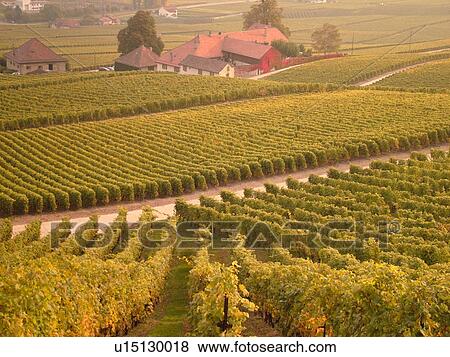 Switzerland, Europe, Vaud, Essertines sur Rolle, La Cote, Chateau Chatagneriaz, vineyards View Large Photo Image Stock Photo - Switzerland, Europe, Vaud, Essertines sur Rolle, La Cote, Chateau Chatagneriaz, vineyards. Fotosearch