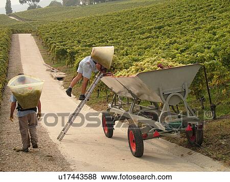 Stock Photo -  Switzerland, Europe, Vaud, Essertines sur Rolle, La Cote, wine harvest, vineyards, men dumping grapes into a large container. Fotosearch
