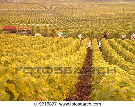 Stock Photo -  Switzerland, Europe, Vaud, Essertines sur Rolle, La Cote, wine harvest, vineyards. Fotosearch
