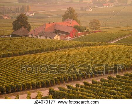 Stock Photo -  Switzerland, Europe, Vaud, Essertines sur Rolle, La Cote, Chateau Chatagneriaz, vineyards. Fotosearch