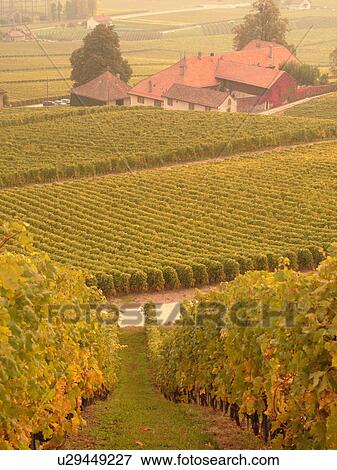 Stock Photo -  Switzerland, Europe, Vaud, Essertines sur Rolle, La Cote, Chateau Chatagneriaz, wine harvest, vineyards, domaine. Fotosearch