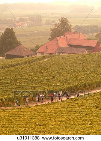 Stock Photo -  Switzerland, Europe, Vaud, Essertines sur Rolle, La Cote, Chateau Chatagneriaz, wine harvest, vineyards, domaine. Fotosearch