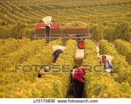 Switzerland, Europe, Vaud, Essertines sur Rolle, La Cote, wine harvest, vineyards View Large Photo Image Stock Photograph - Switzerland, Europe, Vaud, Essertines sur Rolle, La Cote, wine harvest, vineyards. Fotosearch