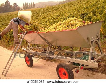 Stock Photography -  Switzerland, Europe, Vaud, Essertines sur Rolle, La Cote, wine harvest, vineyards, man dumping grapes into a large container. Fotosearch
