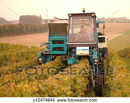 Switzerland, Europe, Vaud, Fechy, La Cote, wine harvest, vineyards, grape collection machine View Large Photo Image Picture - Switzerland, Europe, Vaud, Fechy, La Cote, wine harvest, vineyards, grape collection machine. Fotosearch