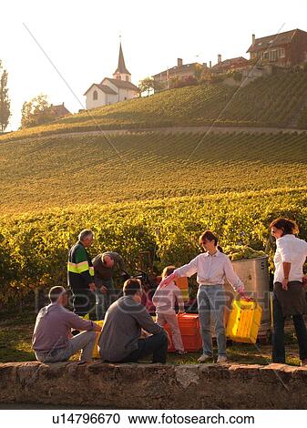 Switzerland, Europe, Vaud, Fechy, La Cote, wine harvest, vineyards View Large Photo Image Stock Image - Switzerland, Europe, Vaud, Fechy, La Cote, wine harvest, vineyards. Fotosearch
