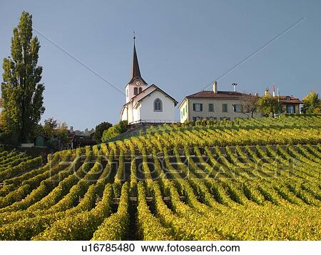 Stock Image -  Switzerland, Europe, Vaud, Fechy, La Cote, vineyards. Fotosearch