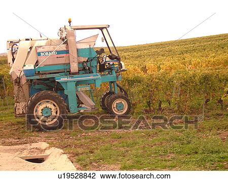 Switzerland, Europe, Vaud, Fechy, La Cote, wine harvest, vineyards, grape collection machine View Large Photo Image Stock Image - Switzerland, Europe, Vaud, Fechy, La Cote, wine harvest, vineyards, grape collection machine. Fotosearch