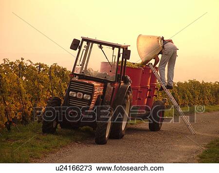Switzerland, Europe, Vaud, Fechy, La Cote, wine harvest, vineyards, man dumping grapes into a large container View Large Photo Image Stock Image - Switzerland, Europe, Vaud, Fechy, La Cote, wine harvest, vineyards, man dumping grapes into a large container. Fotosearch