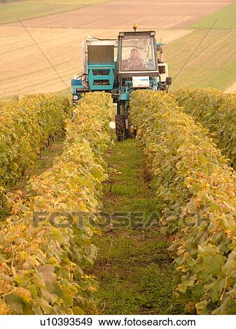 Stock Photo -  Switzerland, Europe, Vaud, Fechy, La Cote, wine harvest, vineyards, grape collection machine. Fotosearch