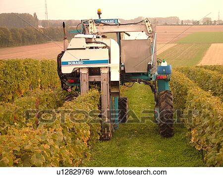 Stock Photo -  Switzerland, Europe, Vaud, Fechy, La Cote, wine harvest, vineyards, grape collection machine. Fotosearch