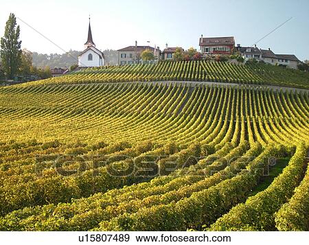 Switzerland, Europe, Vaud, Fechy, La Cote, vineyards View Large Photo Image Stock Photo - Switzerland, Europe, Vaud, Fechy, La Cote, vineyards. Fotosearch