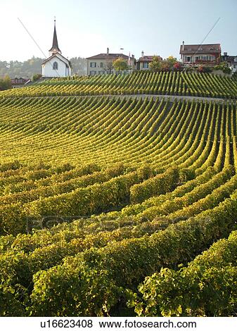 Switzerland, Europe, Vaud, Fechy, La Cote, vineyards View Large Photo Image Stock Photo - Switzerland, Europe, Vaud, Fechy, La Cote, vineyards. Fotosearch