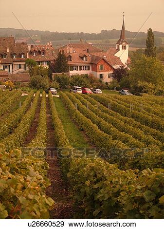 Stock Photo -  Switzerland, Europe, Vaud, Fechy, La Cote, vineyards, village. Fotosearch