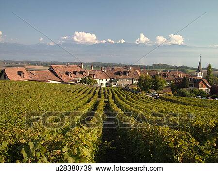 Switzerland, Europe, Vaud, Fechy, La Cote, vineyards View Large Photo Image Stock Photo - Switzerland, Europe, Vaud, Fechy, La Cote, vineyards. Fotosearch