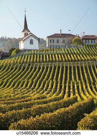 Switzerland, Europe, Vaud, Fechy, La Cote, vineyards View Large Photo Image Stock Photograph - Switzerland, Europe, Vaud, Fechy, La Cote, vineyards. Fotosearch