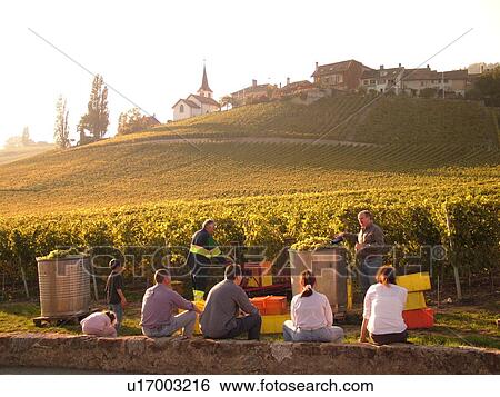 Switzerland, Europe, Vaud, Fechy, La Cote, wine harvest, vineyards View Large Photo Image Stock Photograph - Switzerland, Europe, Vaud, Fechy, La Cote, wine harvest, vineyards. Fotosearch