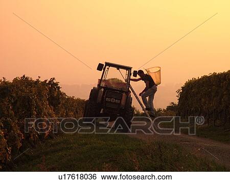 Stock Photograph -  Switzerland, Europe, Vaud, Fechy, La Cote, wine harvest, vineyards, man dumping grapes into a large container, sunset. Fotosearch