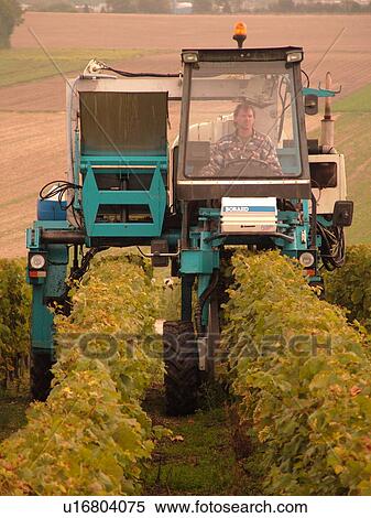Switzerland, Europe, Vaud, Fechy, La Cote, wine harvest, vineyards, grape collection machine View Large Photo Image Stock Photography - Switzerland, Europe, Vaud, Fechy, La Cote, wine harvest, vineyards, grape collection machine. Fotosearch