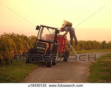 Stock Photography -  Switzerland, Europe, Vaud, Fechy, La Cote, wine harvest, vineyards, man dumping grapes into a large container. Fotosearch